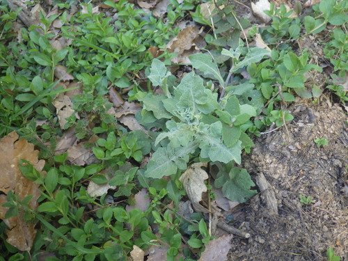 Pectinate Knapweed (Centaurea pectinata)