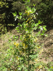 (c) Pere Barnola, some rights reserved (CC BY-SA) Cytisus villosus, photograph (c) Pere Barnola, some rights reserved (CC BY-SA)