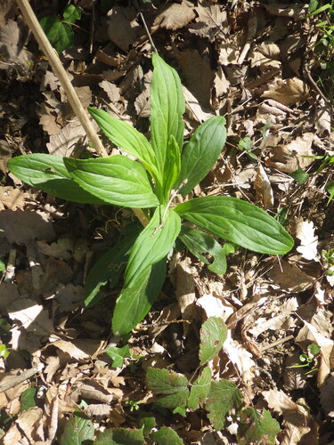 Straw Foxglove (Digitalis lutea)