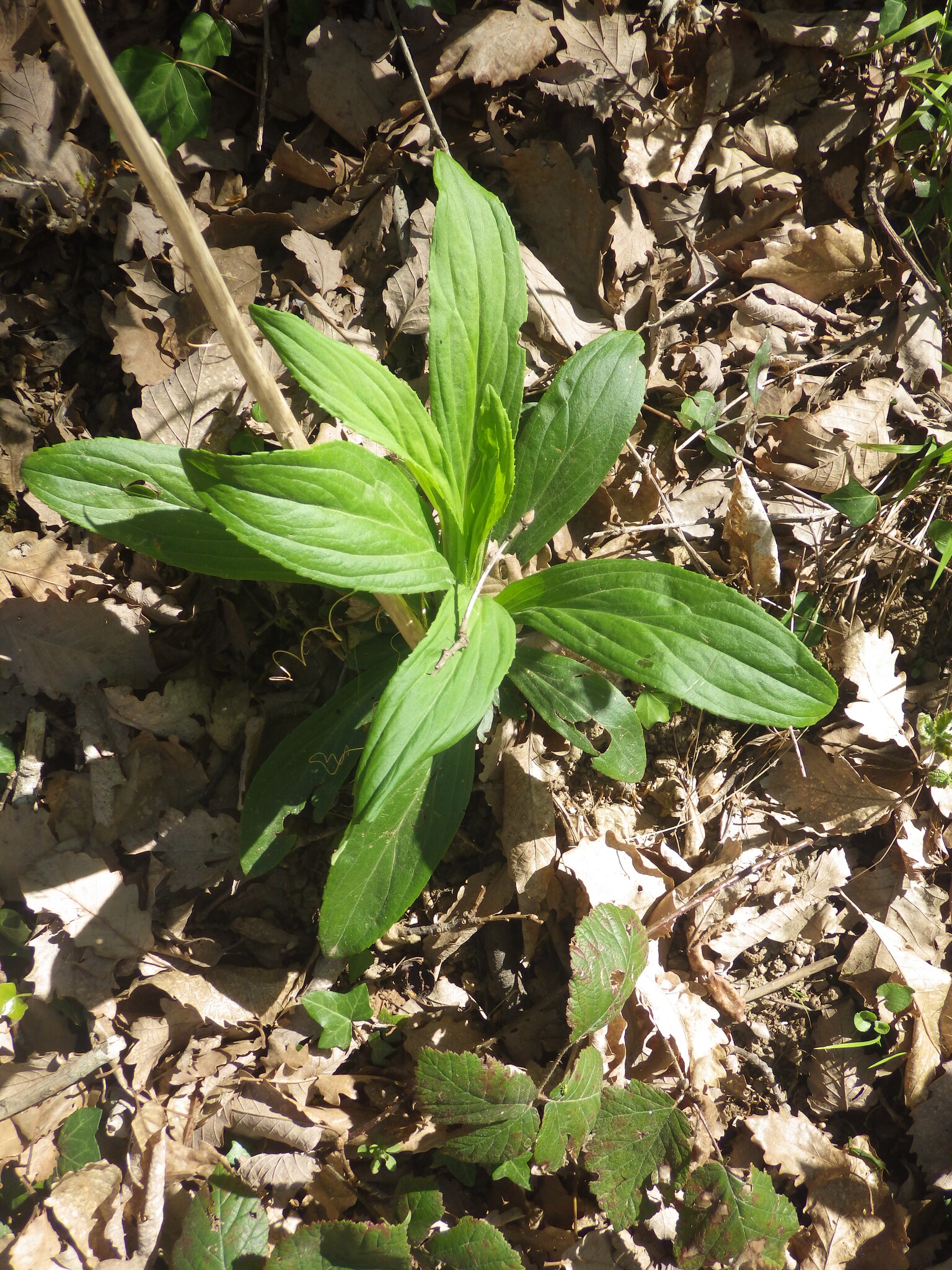 Straw Foxglove (Digitalis lutea)