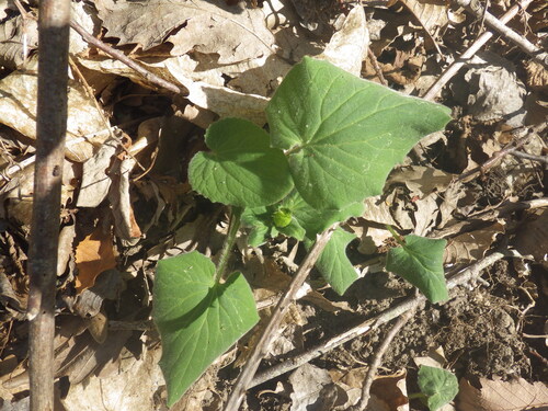 Leopard's-bane (Doronicum pardalianches)