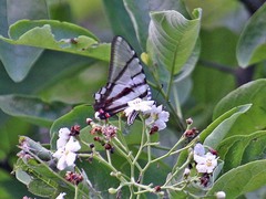 Protographium epidaus