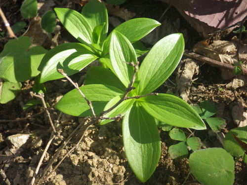 Martagon Lily (Lilium martagon)