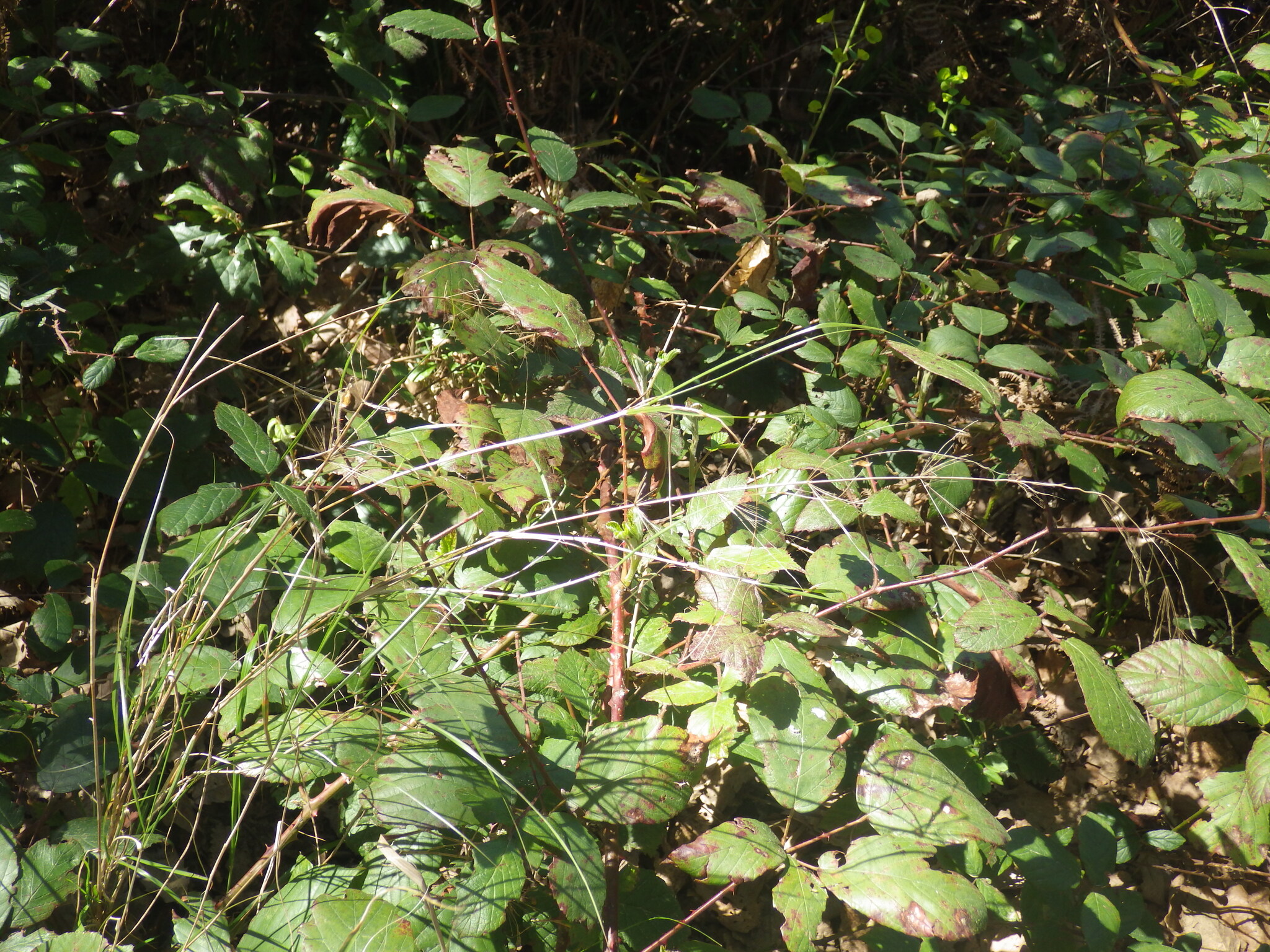 Whorled Smilograss (Oloptum thomasii)