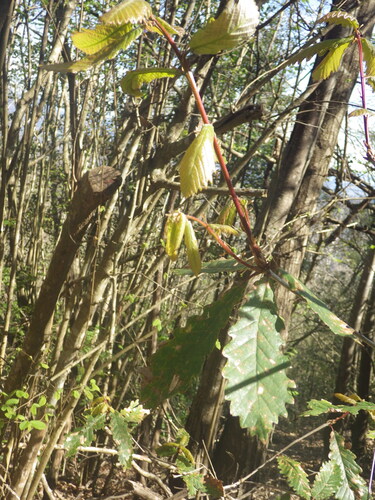 Algerian Oak (Quercus canariensis)