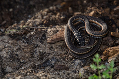 Psammophis leightoni