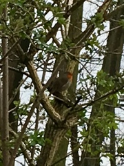 Erithacus rubecula