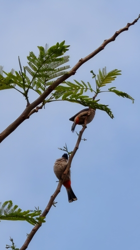 Sooty-headed Bulbul