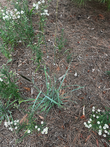 Queensland Blue Grass (Dichanthium sericeum)