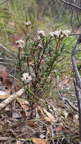 Fire Daisy (Ixodia achillaeoides)