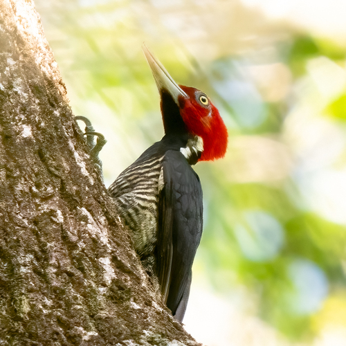 Pale-billed Woodpecker