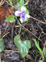 Viola reichenbachiana