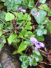 Viola reichenbachiana