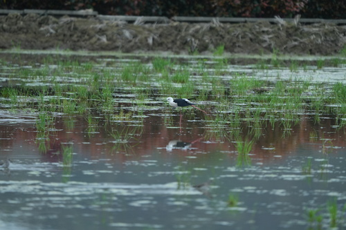 Black-winged Stilt