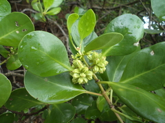 Scyphiphora hydrophylacea