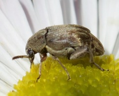 Acanthoscelidina