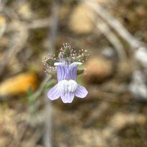 Linaria arvensis, photograph 3
