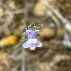 Linaria arvensis, photograph (c) Cenaida, some rights reserved (CC BY)