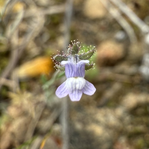 Linaria arvensis, photograph 4