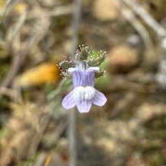 Linaria arvensis, photograph (c) Cenaida, some rights reserved (CC BY)
