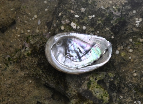 Haliotis varia observed 2026-03-23