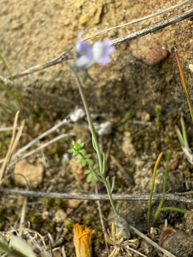 Linaria arvensis, photograph 5
