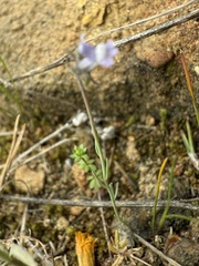 Linaria arvensis, photograph (c) Cenaida, some rights reserved (CC BY)