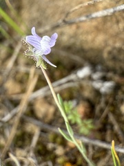 Linaria arvensis, photograph (c) Cenaida, some rights reserved (CC BY)