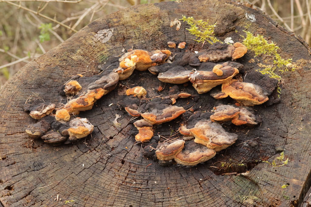 Osmoporus odoratus · April 2026 · photo: © bjoerns (iNaturalist, cc-by)
