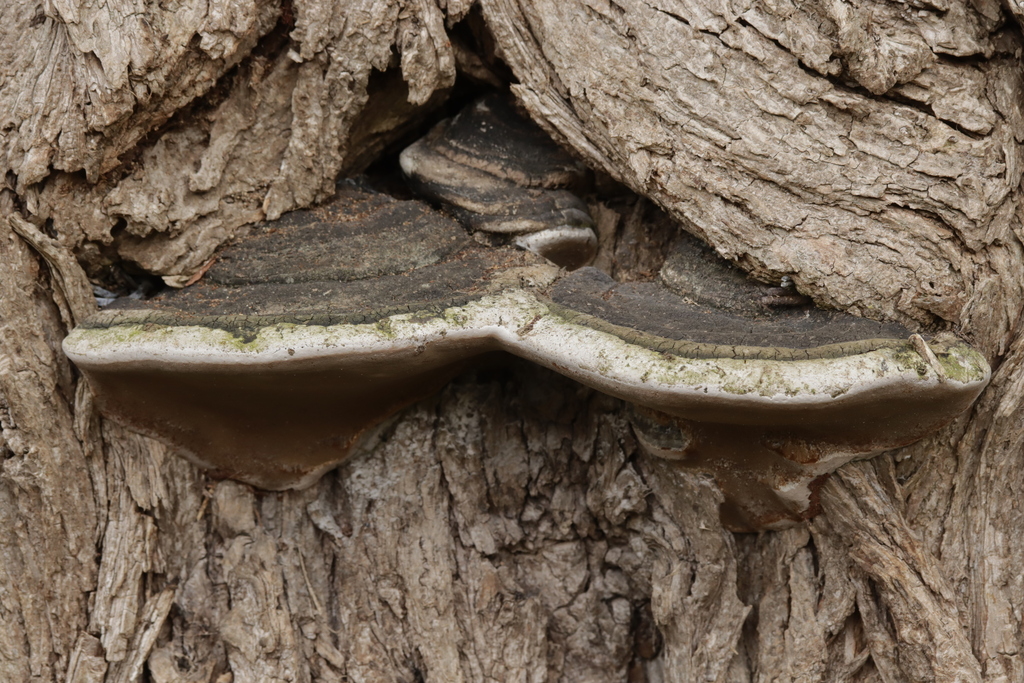 Phellinus igniarius · April 2026 · photo: © bjoerns (iNaturalist, cc-by)