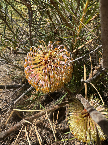 Banksia leptophylla