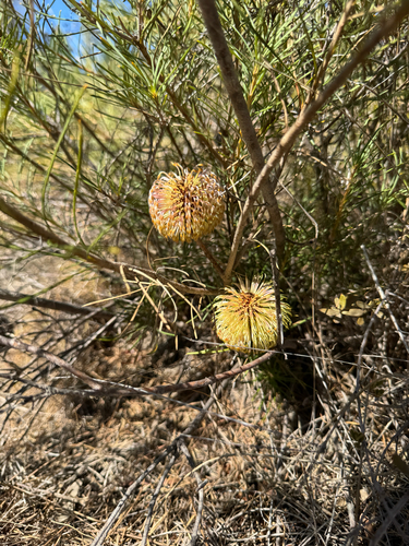 Banksia leptophylla, photograph 4
