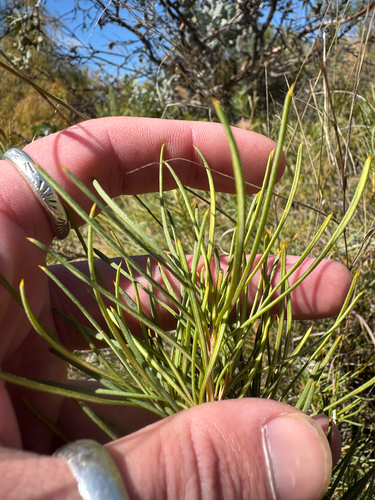 Banksia leptophylla, photograph 2