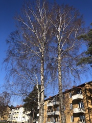Betula pendula