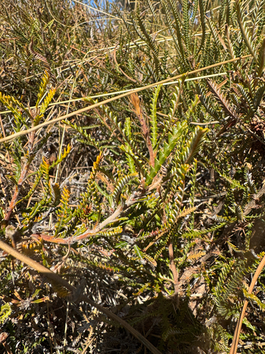 bearded dryandra (Banksia shuttleworthiana)