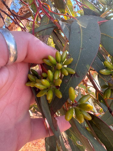 Eucalyptus accedens