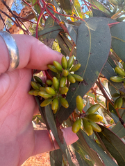 Eucalyptus accedens