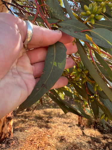 Eucalyptus accedens, photograph 2