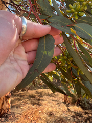 Eucalyptus accedens, photograph (c) Tyler Anthony, some rights reserved (CC BY)