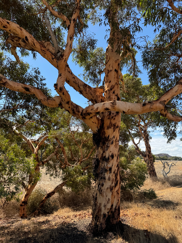 Eucalyptus accedens, photograph 4