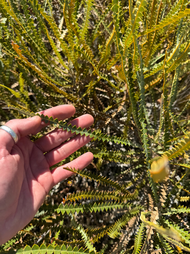 propeller banksia (Banksia candolleana)