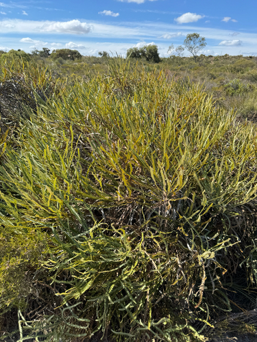 Banksia candolleana, photograph 4