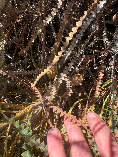 Banksia candolleana, photograph 3