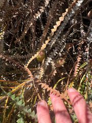 (c) Tyler Anthony, some rights reserved (CC BY) Banksia candolleana, photograph (c) Tyler Anthony, some rights reserved (CC BY)