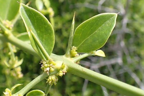 Needle Bush (Azima tetracantha)