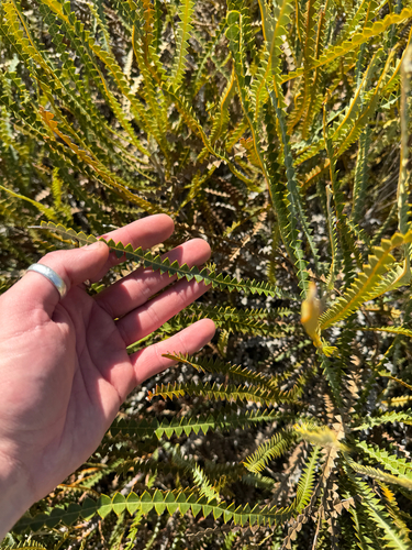Banksia candolleana, photograph 2