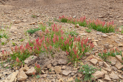 Rumex cyprius
