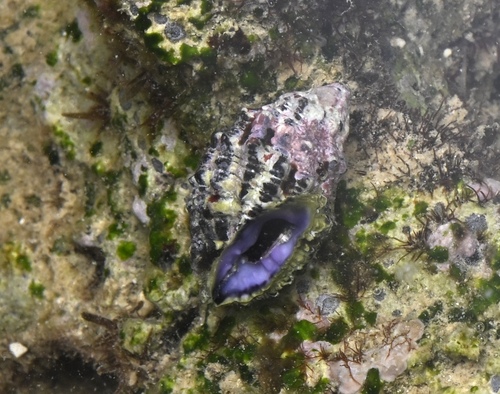Morula striata