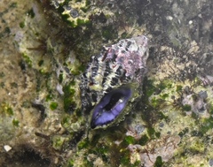 Morula striata