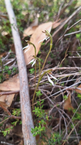 Hills Bunny Orchid (Eriochilus collinus)